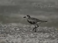 Amerikaanse Zilverplevier [Pluvialis squatarola cynosurae]